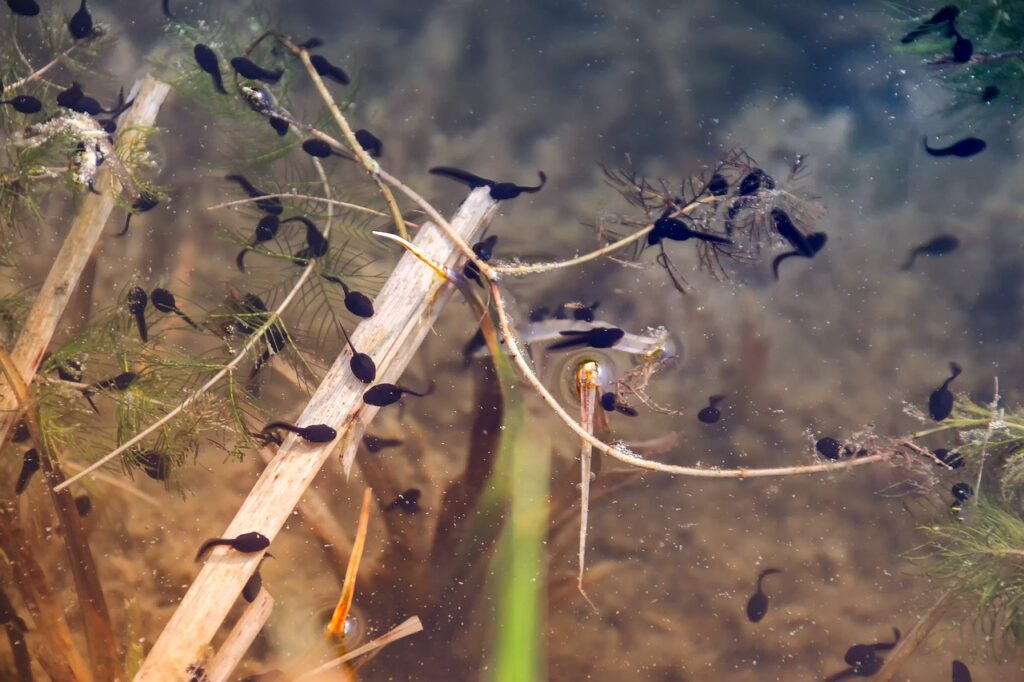 nature, wildlife, tadpoles-3348350.jpg