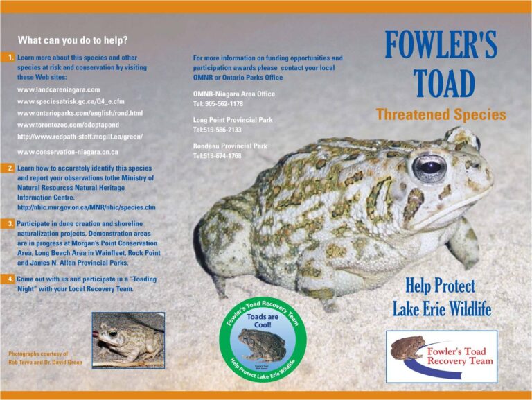 Fowler's Toad Information Pamphlets