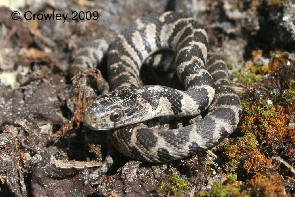 Gray Ratsnake, Reptiles & Amphibians in Ontario